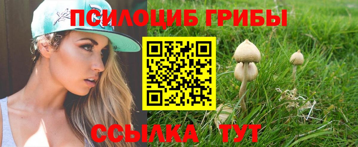 Псилоцибиновые грибы мицелий Новочебоксарск
